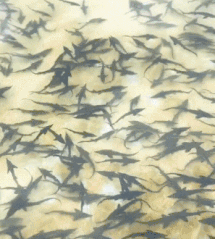 |搞笑GIF段子：不是说女追男隔层纸吗？这也太好追了吧，哈哈哈哈