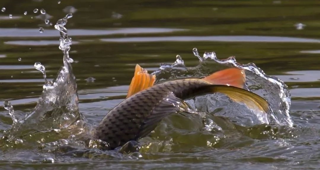 钓3-5公斤的大鱼,根据3点选择鱼钩,跑鱼少收获好
