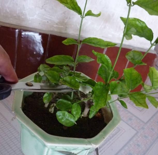 新芽|要让茉莉花枝子旺花苞多,需用2个方法,新枝新叶多花苞满枝