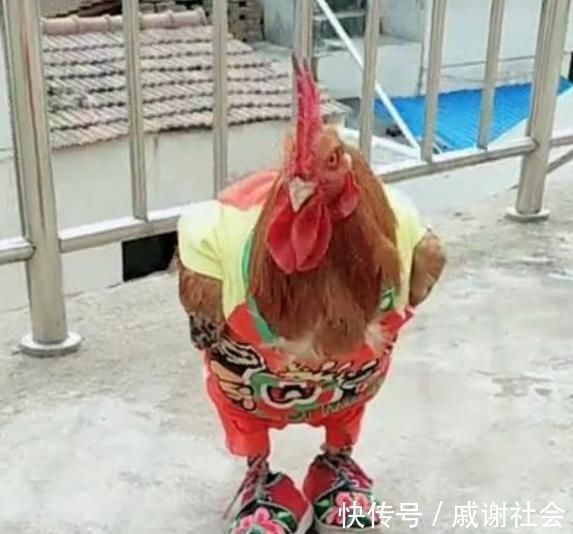 衣服|4岁儿子怕大公鸡冷,硬要给公鸡穿衣服,随后画面,宝妈笑喷了
