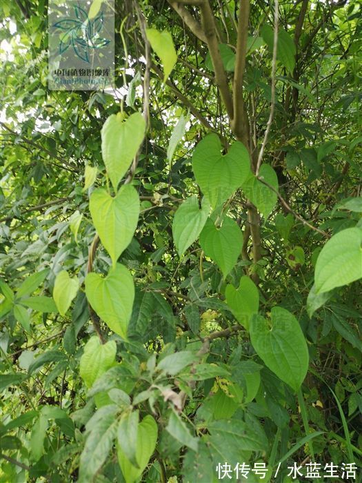 化痰散结|黄药子,见过吗解毒消肿,化痰散结用于甲状腺肿大,癌肿