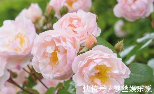 喜欢玫瑰，就养盆“优良玫瑰”莱克夫人，粉红鲜嫩，高雅纯洁！