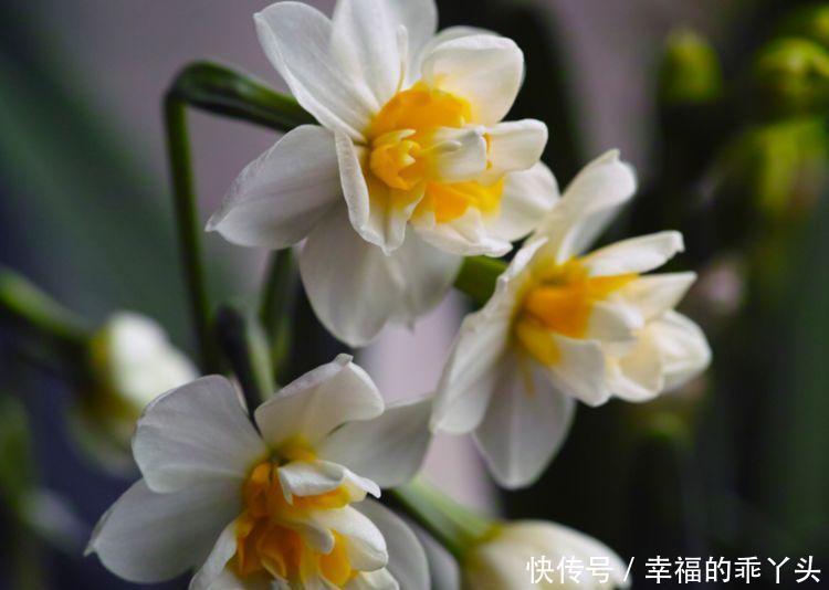 冬天也能养的花卉,花期200多天,枝繁叶茂开花量大