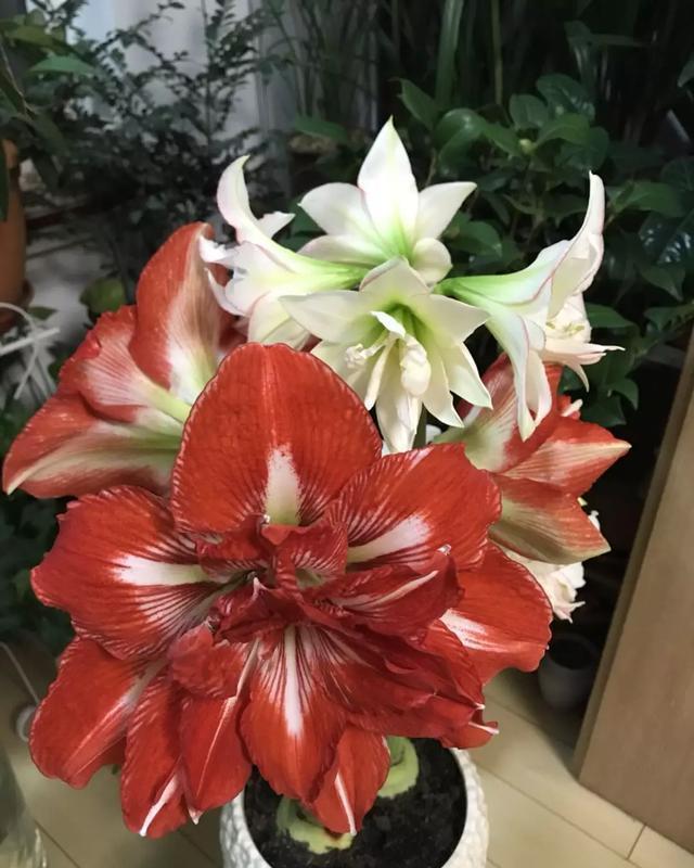 这花有个大肚子,里面全是水,1个月不浇照样活