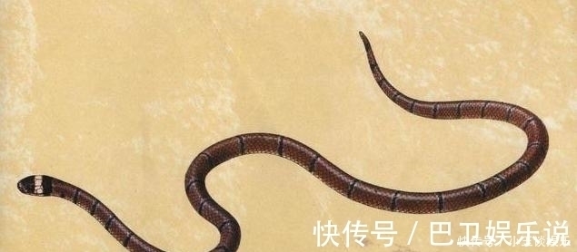 蝮虫&山海经:有多少神奇的虫子,能吃吗?为何人也算也是虫子的一种?