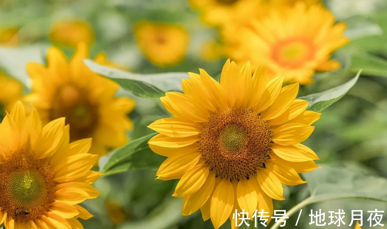 花卉|养花技巧有很多,记住这5个方面的技巧,小白都能养好花