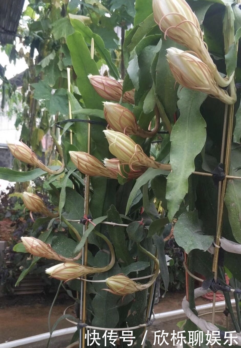 有机肥料|养了3年的昙花,终于开了50朵花,真是有“仙气”