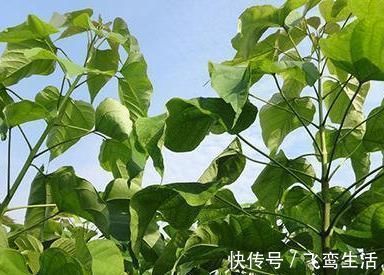 韩愈|韩愈的两首七绝,造语奇崛,寄意深远,令人赞不绝口