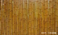 竹子|你以为竹子都是圆的 颠覆三观!