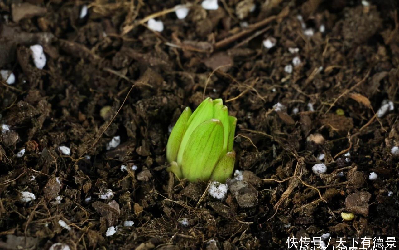 小清新|别错过这款网红花，花朵如小铃铛，“香气馥郁”双季节持续绽放