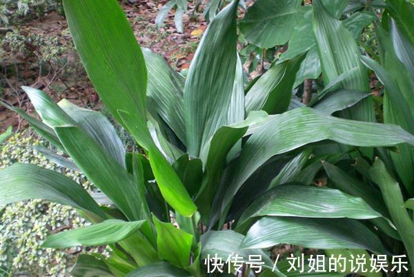 养花试试这款,强光使花和叶子变黄,叶子边缘枯萎