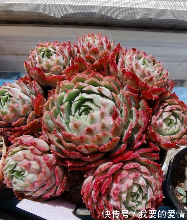 多肉中的“爆崽小能手”,无需砍头易群生,普货养成高级小老桩!