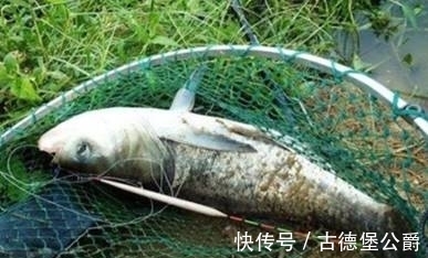 鱼钩|别人钓鲢鳙都是正口，你还在锚鱼？是你忽视了这三个问题