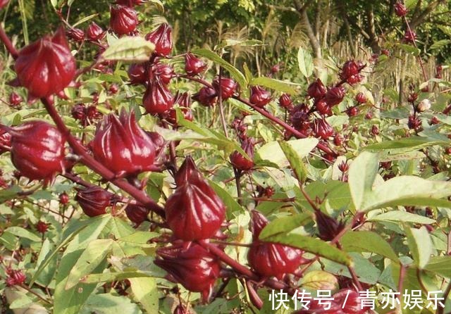 盆栽|1种植物有红色“花朵”，人称“玫瑰茄”，植株珍贵，当盆栽也美