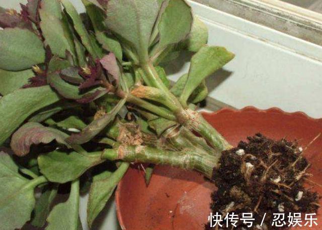 给长寿花吃“2粒药”,7天窜出“大白根”,花苞冒不停,旺盛!