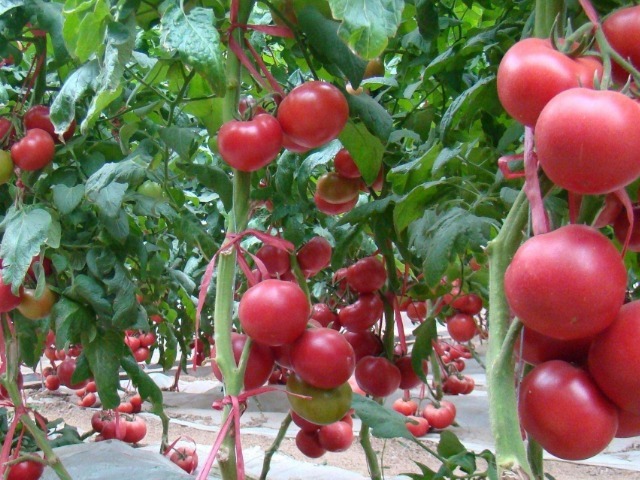 西红柿|一旦查出糖尿病，再没钱也要多吃这4物，稳定血糖堪比胰岛素