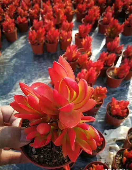 火祭|多肉火祭叶片变绿是什么原因?为什么我的火祭一点都不红?