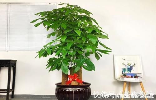 花卉|客厅摆上6种花，不仅养人还旺财，一听名字就是吉祥花