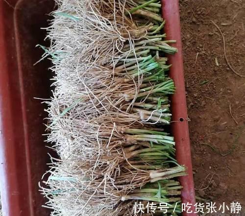 6种绿叶菜,“菜根”不要扔,种到花盆里,20天左右就能摘着吃