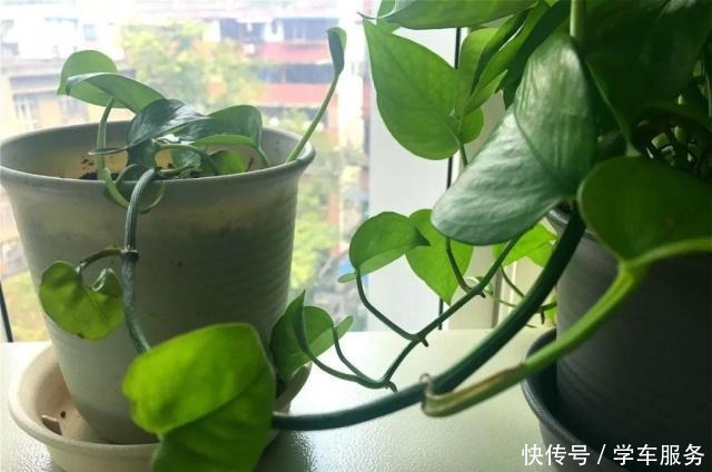 3种花,就得趁现在扦插,再晚就不生根了!3种花,就得趁现在扦插,再晚就不生根了!