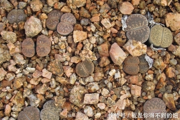 居民|非洲野外找会开花的奇怪“石头”,当地居民警告不能轻易捡拾