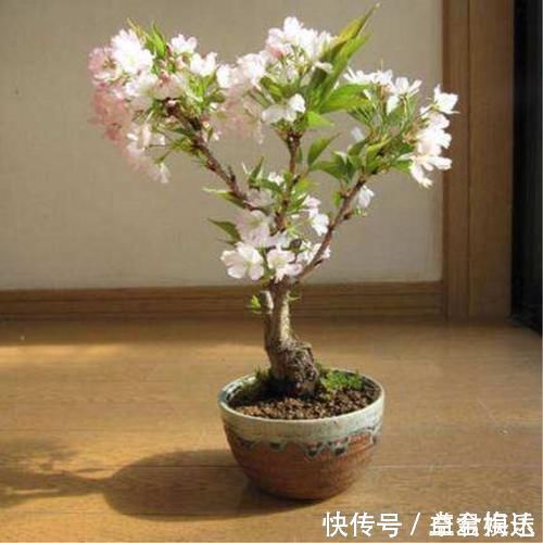 盆栽|老祖宗传下的手艺,用树桩做盆景,极其珍贵,还不来一盆