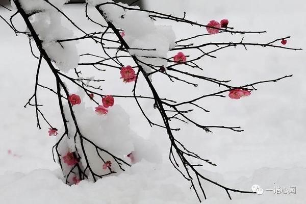 安阳喜降梅花雪