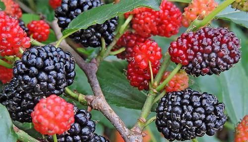 常吃“桑葚”，會帶來3大好處，營養師：但有3點注意，不可忽視