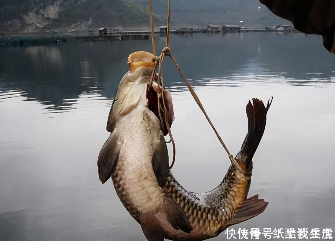 闽北|高手在民间,闽北神奇弓鱼术,能让鱼离水几天不死,是真的吗?