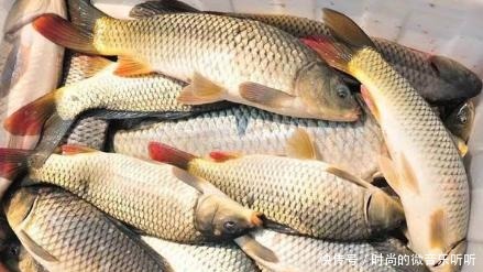 种鱼|公认最好吃的5种鱼,肉质细腻汤味鲜,全吃过的肯定是土豪!