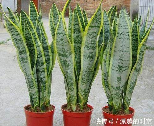 莳养“治污能手”虎尾兰,只要掌握这几个要点,还能开花结果呢!