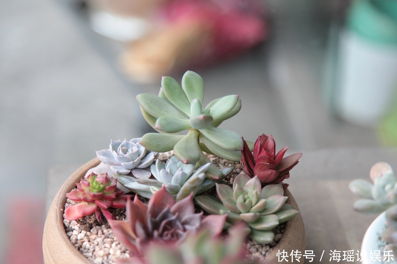 养残了的多肉就丢掉太浪费!简单小动作让它“起死回生”