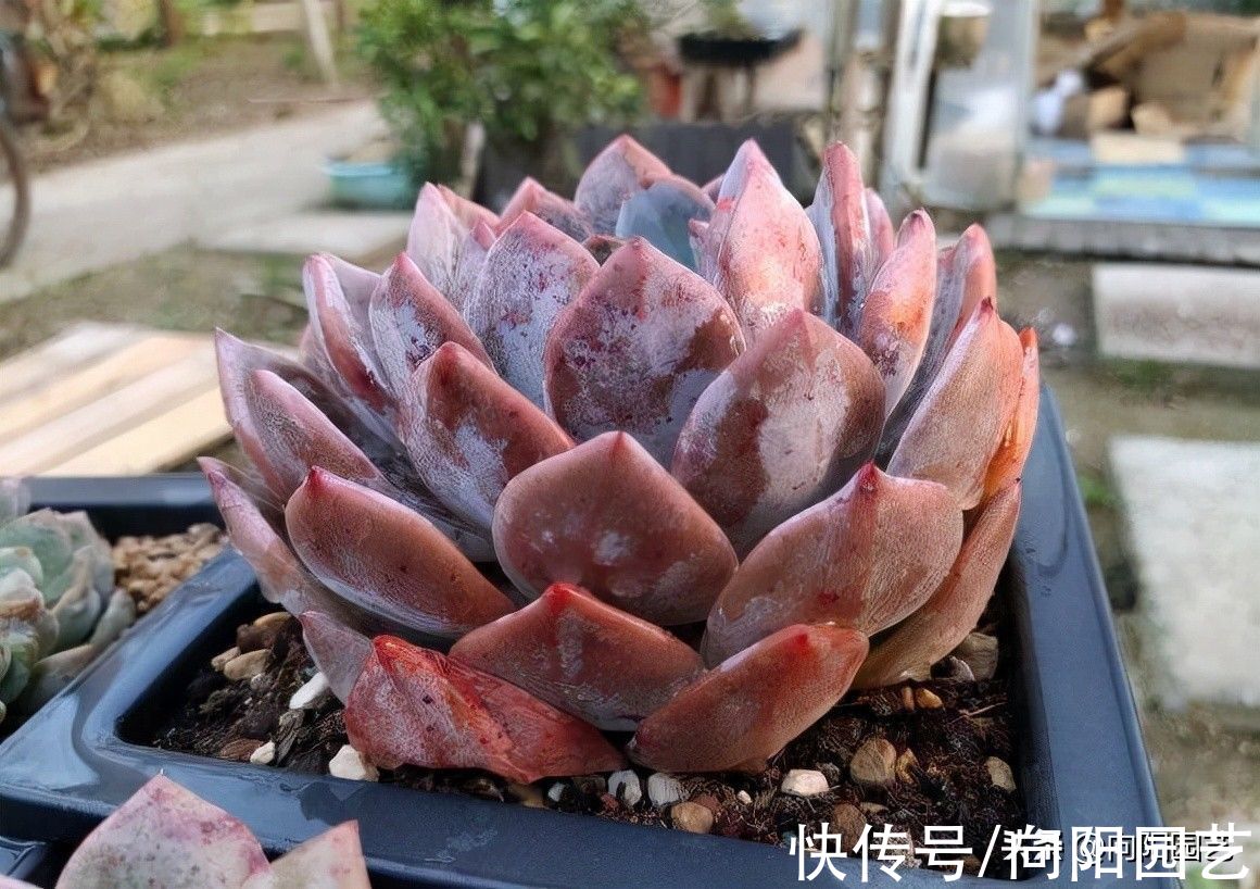 橙梦露怎么才能养大?全泥炭用大盆,放在室外露养,很快长大