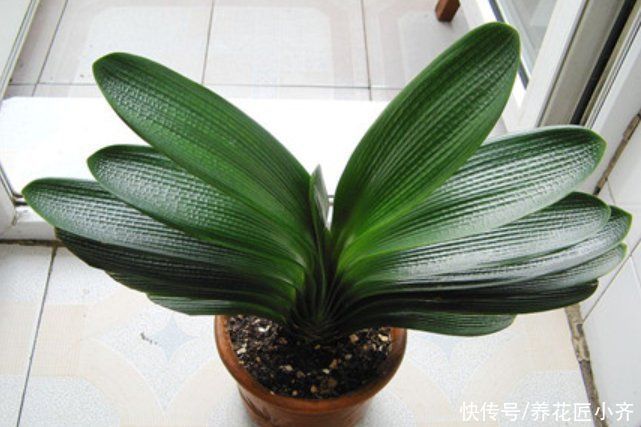 秋季给君子兰换土,通过3点判断是否该换,掌握方法不影响开花