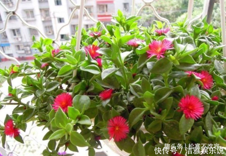 此款花卉,好养易爆盆,比牡丹还漂亮,开花硕大香味浓!