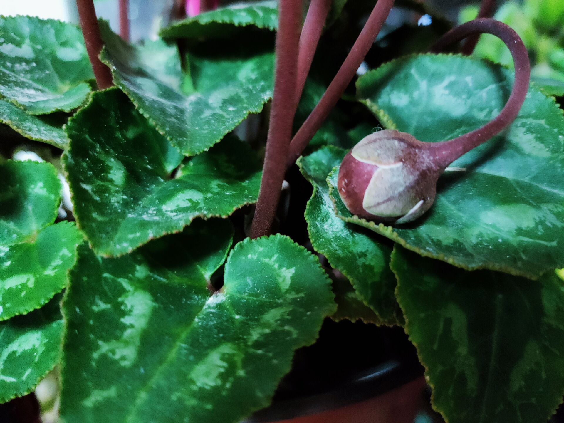 经验分享｜仙客来已开花170天，不断萌发新芽，轻松再开60天