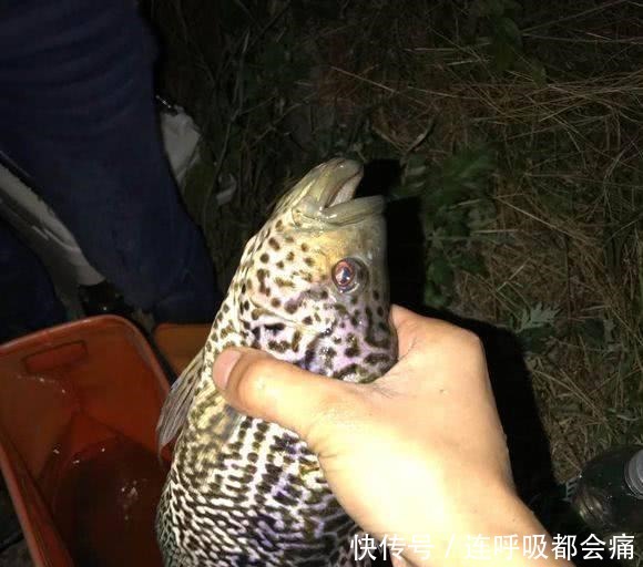 罗非|排水渠钓到一条怪罗非，全身花斑，钓友说是罗非鱼王！