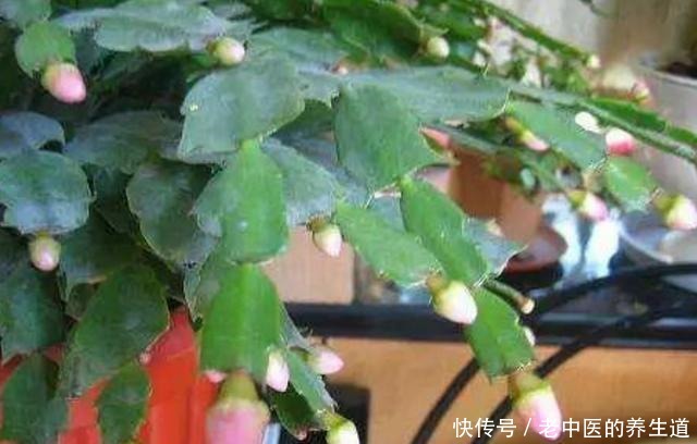 想蟹爪兰二次开花,遇见这两种叶片快掐掉,再次开花同样满枝头!