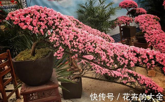 磷酸二氢钾|以下花想要养好难度大,需要熟知它的习性,养护上还要少犯错