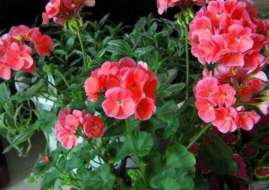 6种花,一长高就“变丑”,越矮胖越“漂亮”,要舍得剪!