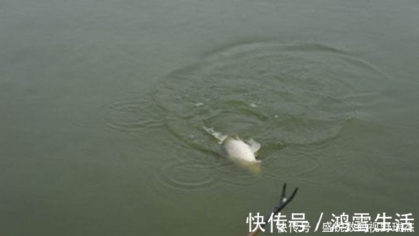 钓饵|野钓钓位不要相邻太近，孤单一些更加容易爆护