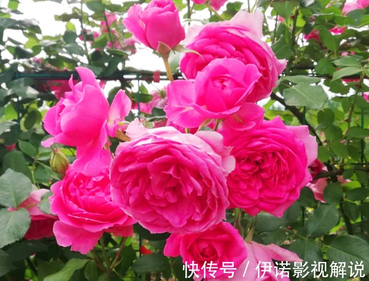 喜欢养护花卉,就选择花色艳丽、花期长,容易开花成花海的花卉