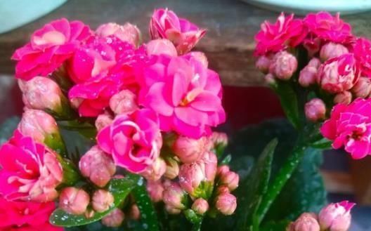 药片|长寿花“开花少”,一粒“小药片”丢下去,1盆长出60个花苞