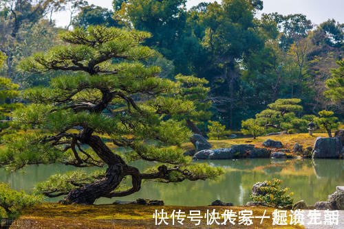 松柏|松柏盆景是盆景界的长寿树,教你日常养护的要求和技巧,长势旺盛