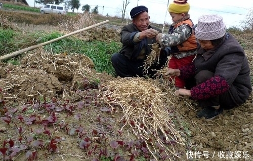 田间|田间野地中一野菜,因味道被人嫌弃,却是“万能消炎药”!