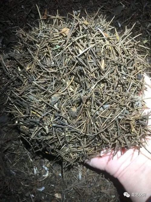 养花全靠“捡”，出门遇见这些东西捡回家，都是养花的宝贝！