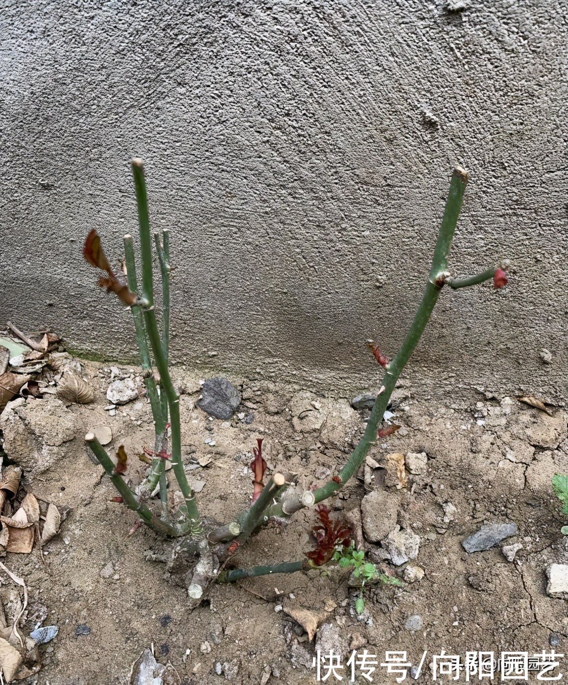 “鱼肠”喂月季，担心有苍蝇，老鼠？埋得深一点，丝毫不用担心