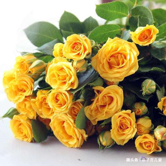 喜欢玫瑰,就养盆“高档玫瑰”金香玉玫瑰,花开金灿灿,格外养眼