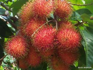 女性|夏天都爱美,女性必备好食物,排毒养颜、补益身体,肌肤细腻