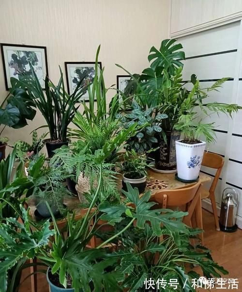 孔雀竹芋|不开花，全是叶子的盆栽，也能这么美，家里赶紧放几盆吧！